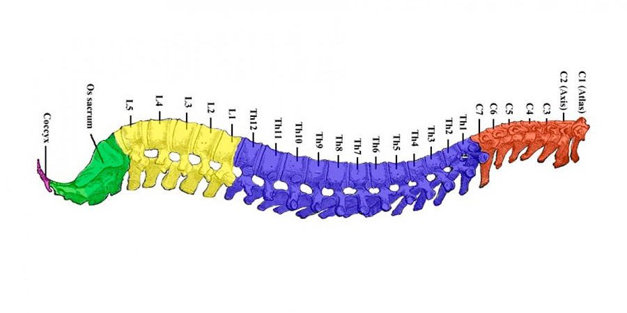 partes-de-la-columna-vertebral